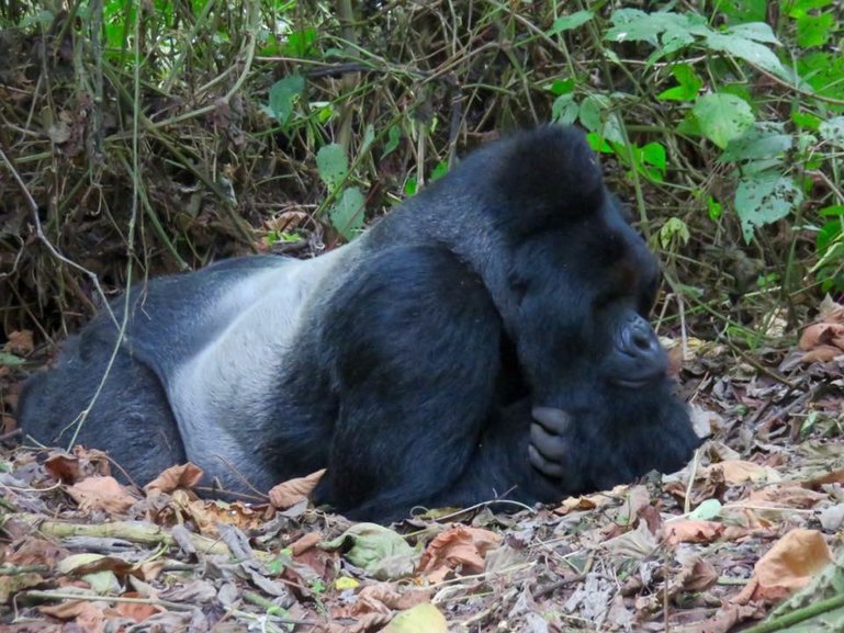 Silverback gorilla in Kahuzi-Biega