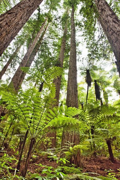 Tall Redwoods and ferns climbing to the sky