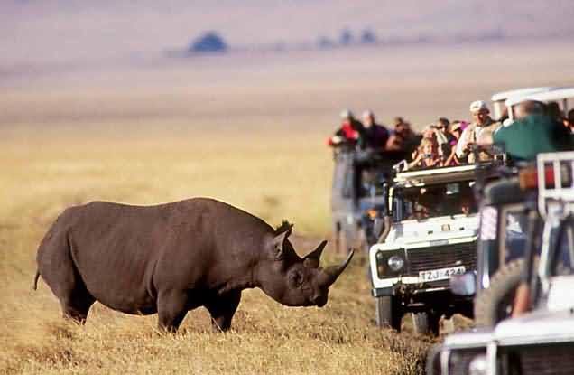 the Rhino spoted in the Ngorongoro Crater