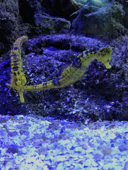 Desbravando as Américas no Aquário de Ubatuba