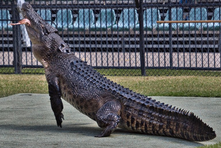 The Crocs put on a show showing their power and agility