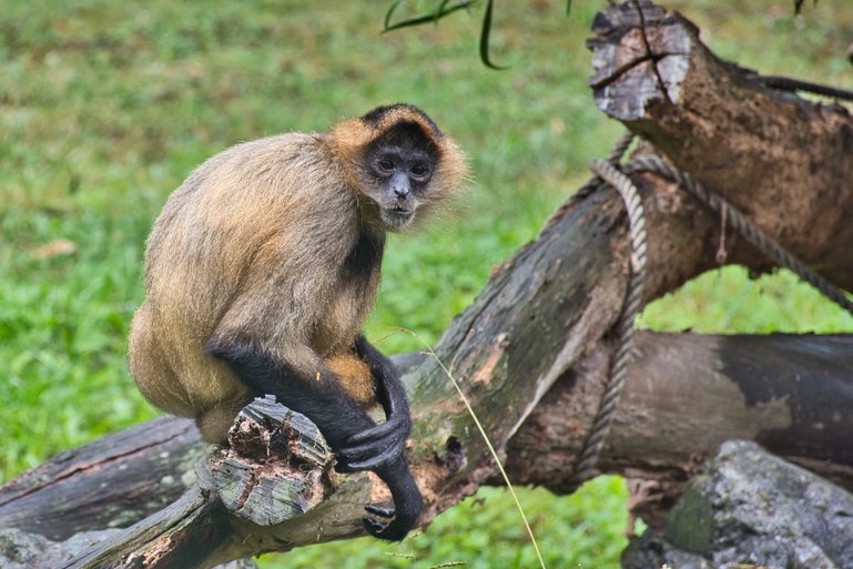 You can watch the Spider Monkeys run, jump and play in their enclosure.
