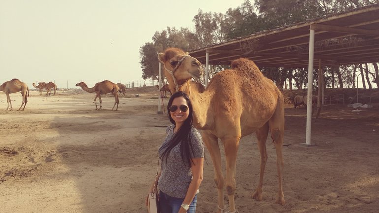 Camel Farm