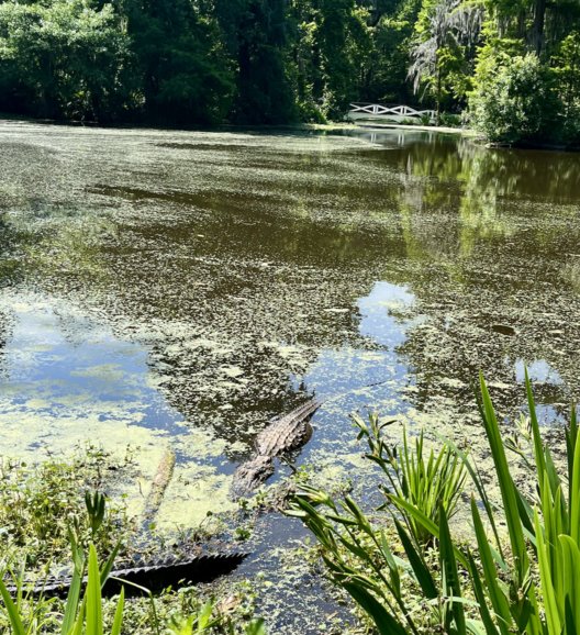 Gator spotting in the swamp