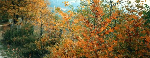 Road trip in the “Greek Alps” : Elati, Pertouli and beyond
