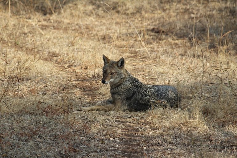 Gir Forest National Park