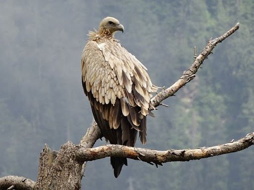 Himalayan Vulture