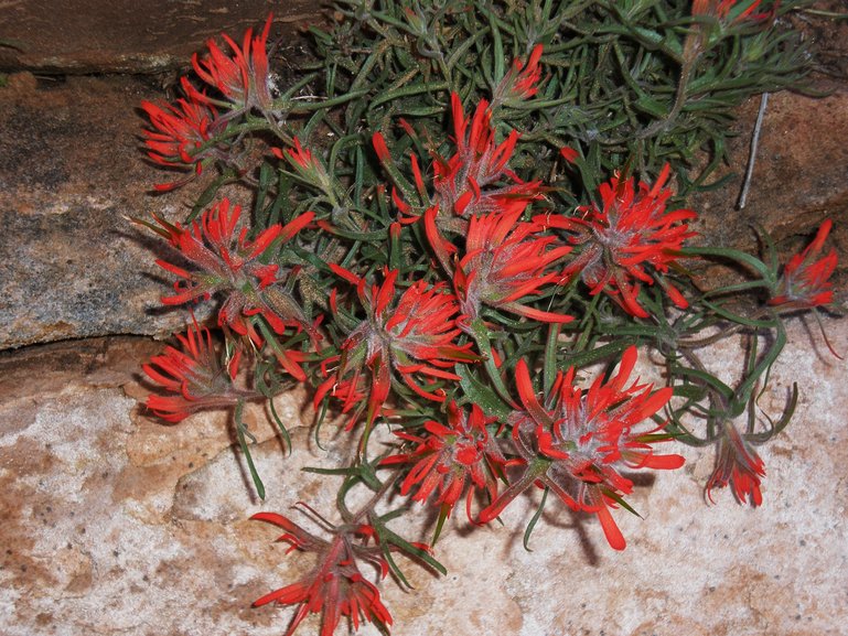 Indian Paint Brush in Zion NP