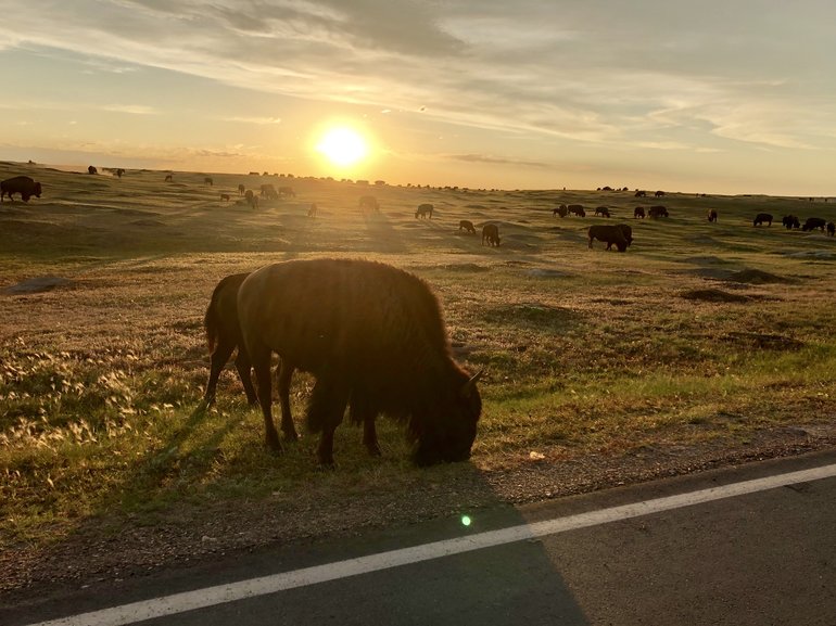Buffalo at Sunrise in Theodore Roosevelt National Park