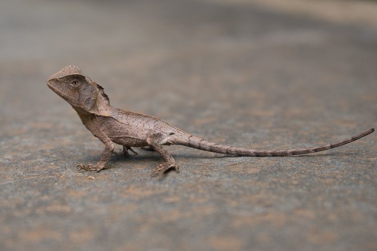 A Pademelon and Southern Angle-headed Dragon are two of the animals you might walk on your walk around the Rainforest