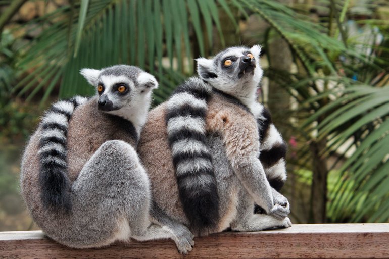 The Lemurs just wander around on ground, trees and handrails