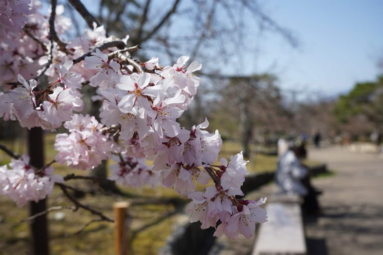 Cherry Blossoms at Umekoji Park in Kyoto, Japan