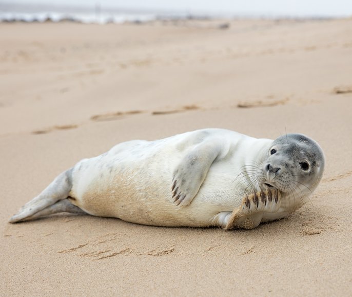 Basking Seal