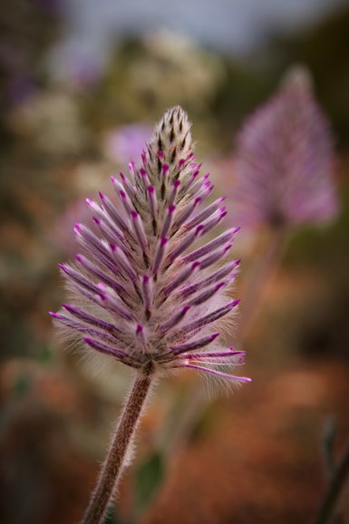 Wildflowers are abundant during the spring months.