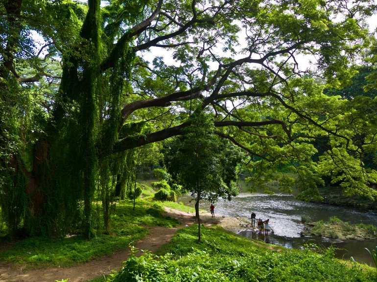 Josefina island is te only low-water level island of the Almendares River