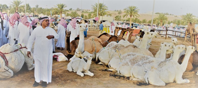 Buraydeh camel market