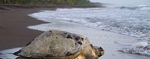 Tortuguero - "Land of Turtles"