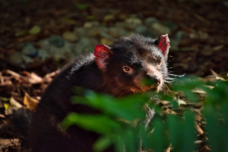 For a change, the Tassie Devil is awake and running around