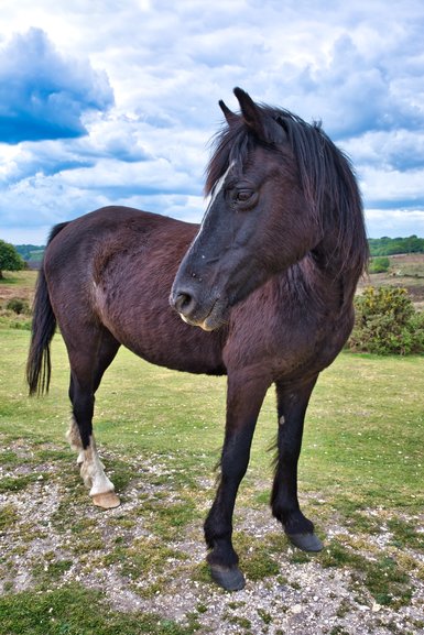 After just crossing into the National Park you can see the Ponies on the side of the road