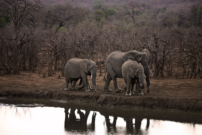 Elephants on African Safari