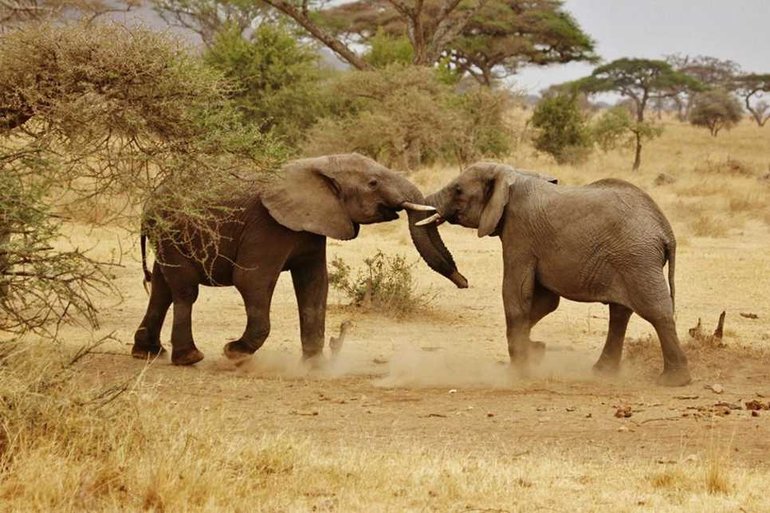Tarangire National Park Elephants