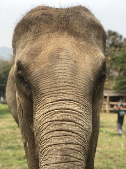 Nothing Beats Being Face to Face with an Elephant