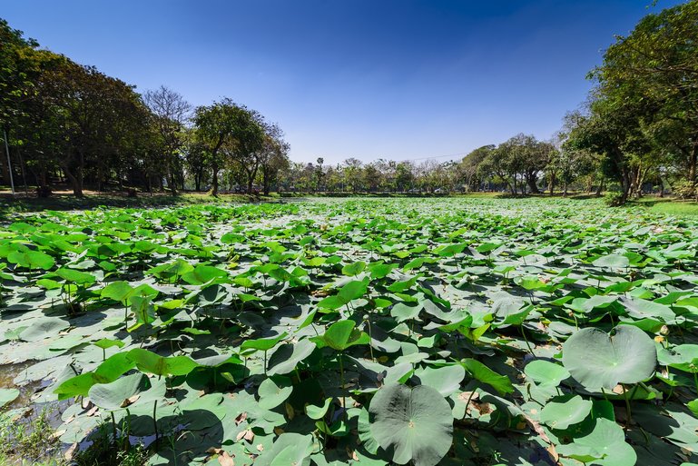 Kandawgyi Nature Park, Yangon, Myanmar