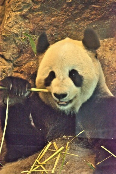 One of the local Pandas in Adelaide Zoo