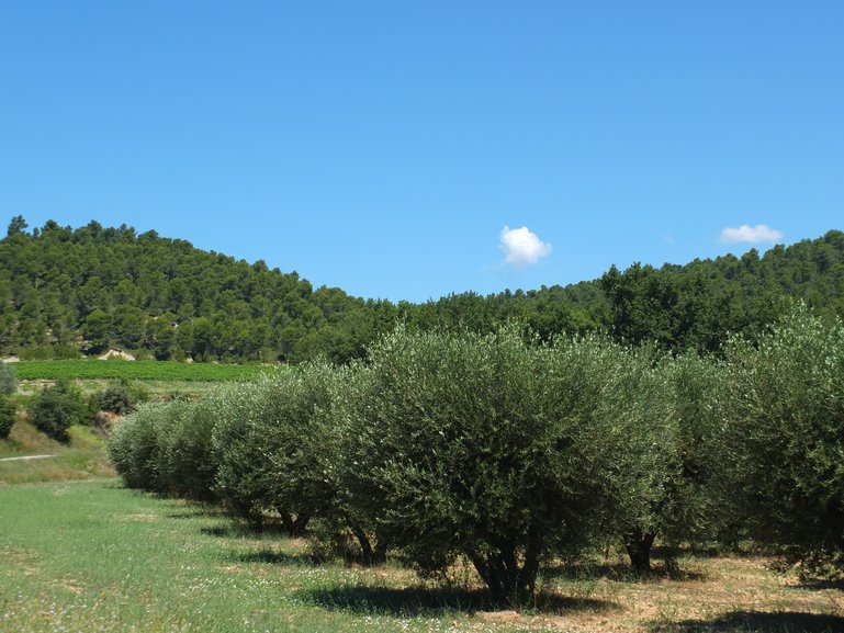 Olive Groves Val Joanis