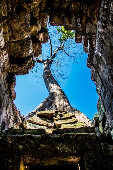 A tree reaches skyward from the ruins of Preah Khan
