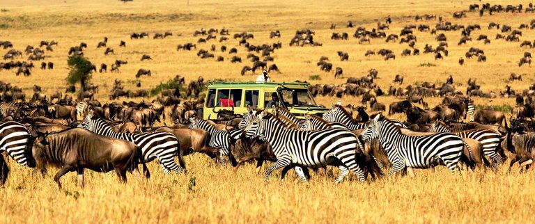 Zebra and Wildebeest in Serengeti National Park