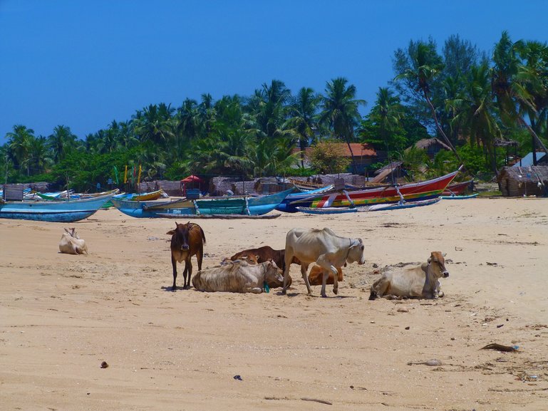 The Beach at Arugam