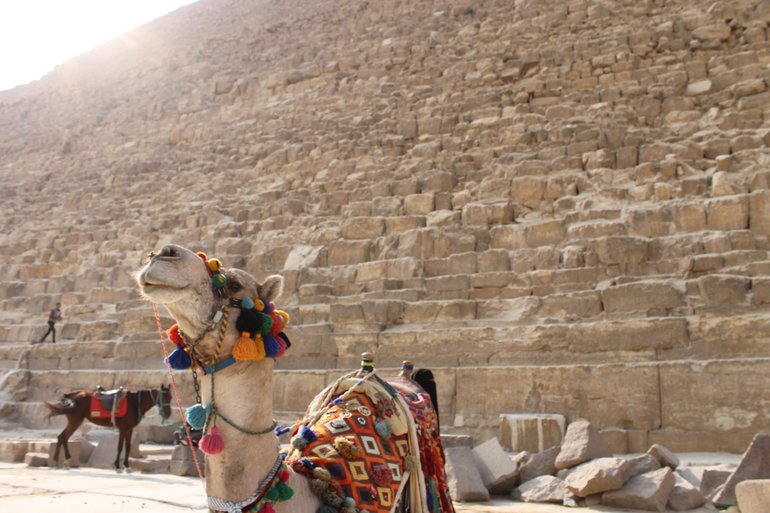 Cute egyptian camel 