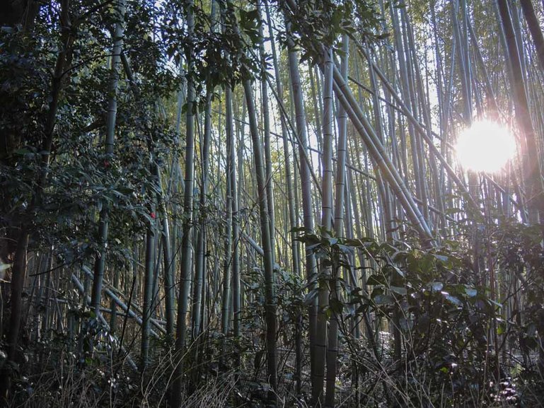 Arashiyama Bamboo Forest