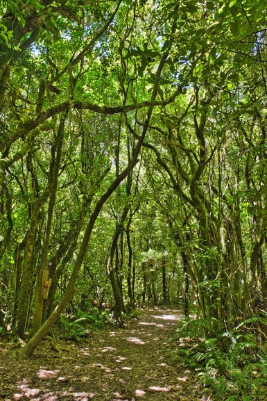 Walk through the bush in the well-maintained tracks.