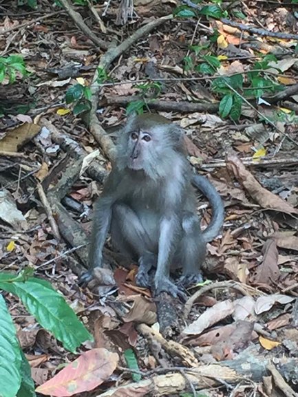 Monkey on Pulau Ubin Island, Singapore
