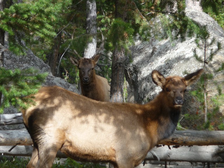 Yellowstone wild life 